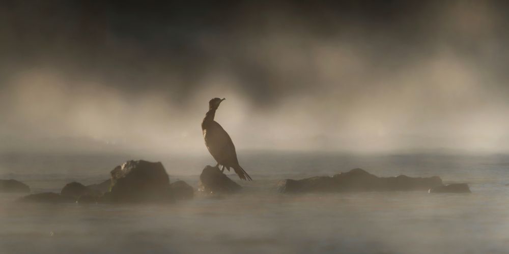 Cormorant in golden mist