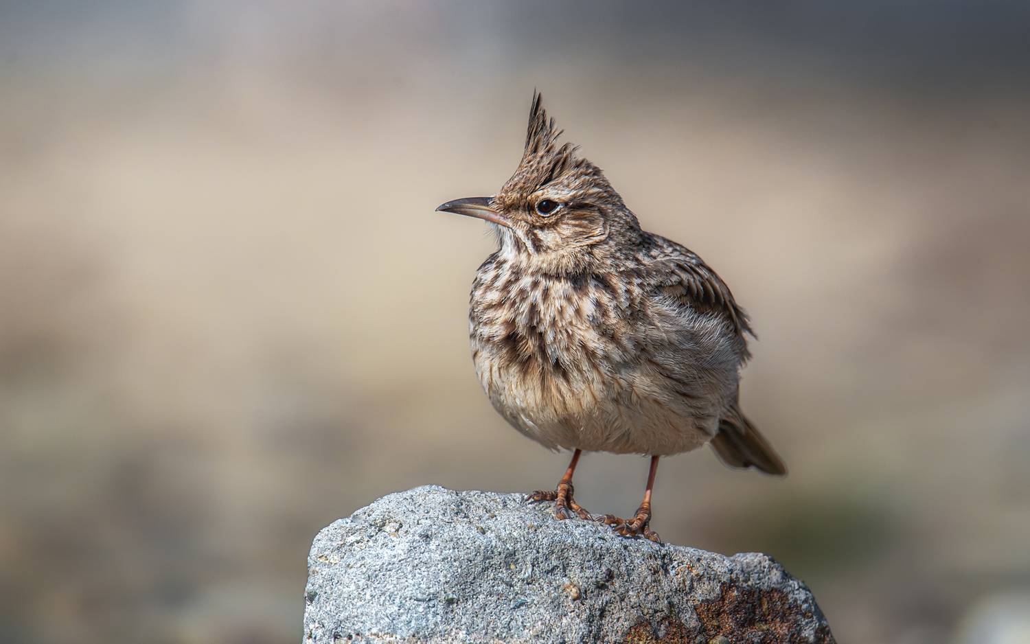 Красавец с хохолком
