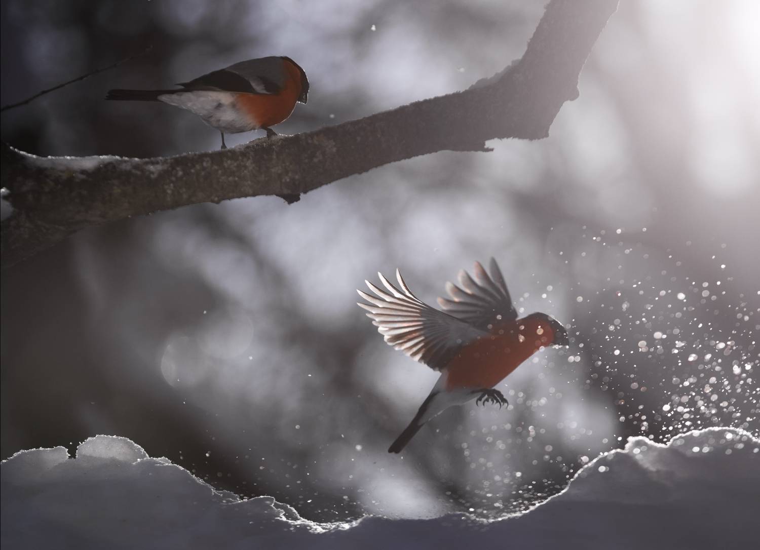 Фотография #13340022