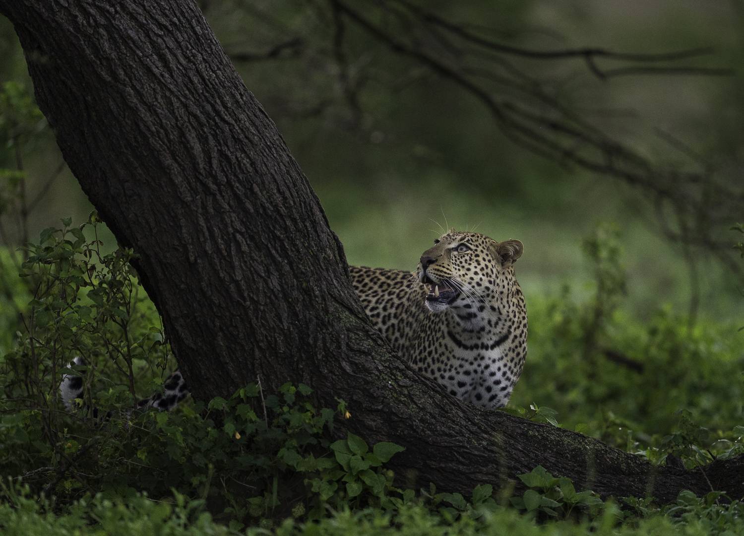 Фотография #13340057