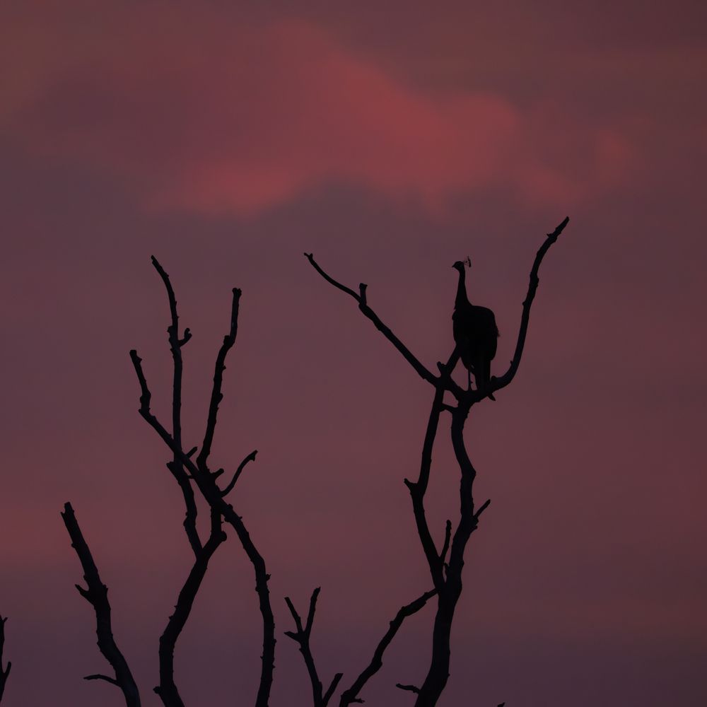 Photograph by Anubhav Gogoi