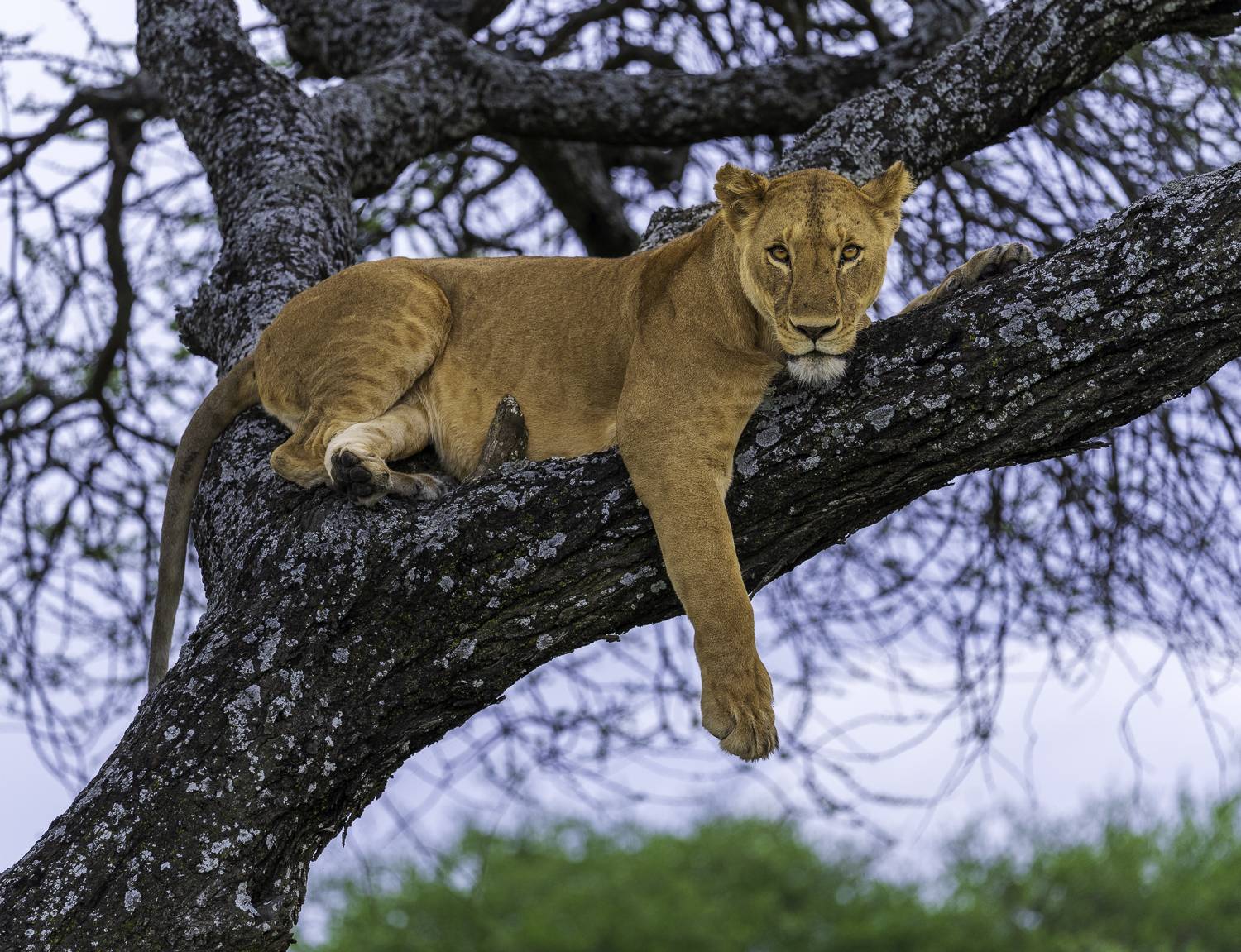 Tree lion of Lake Masek
