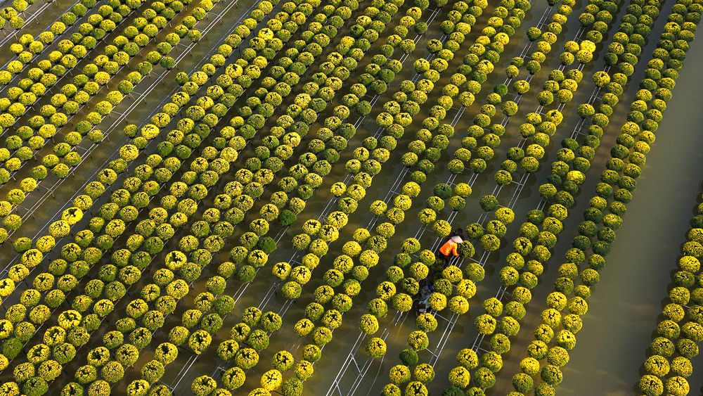 Mùa vàng trên đồng nước (Golden Bloom Over Water Fields)