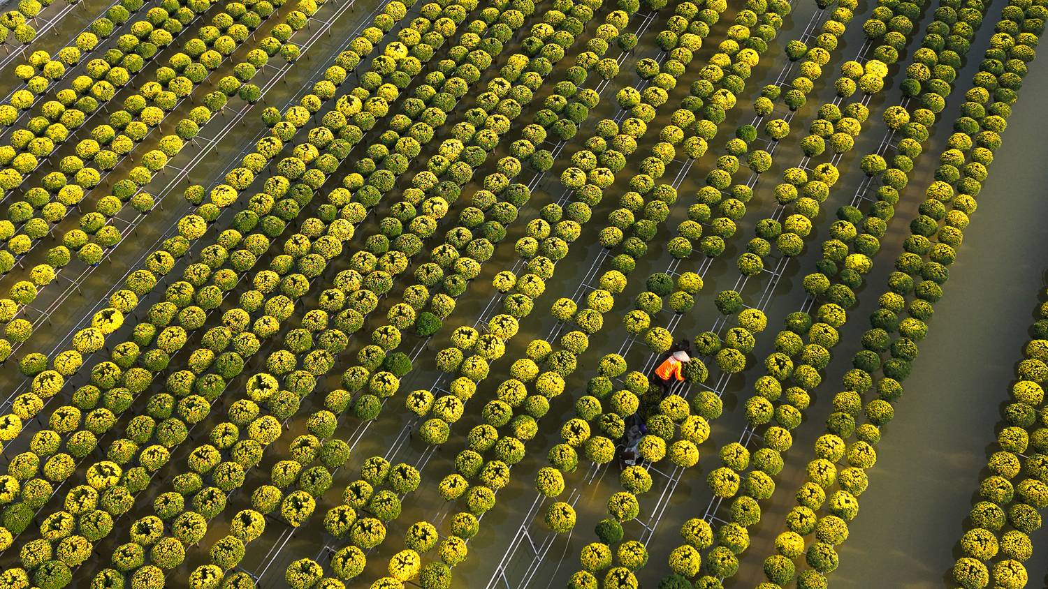 Mùa vàng trên đồng nước (Golden Bloom Over Water Fields)