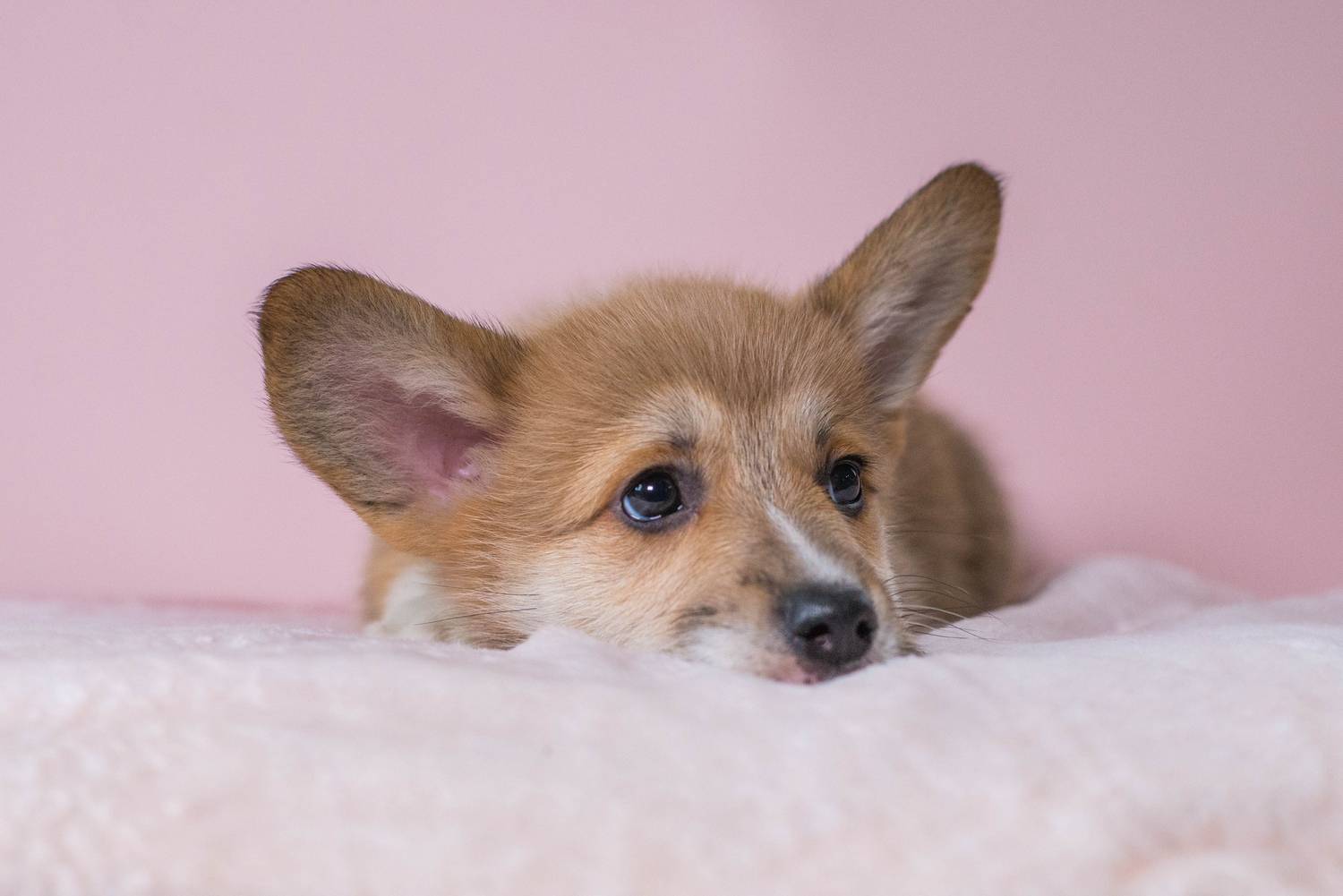 Photo #13340317