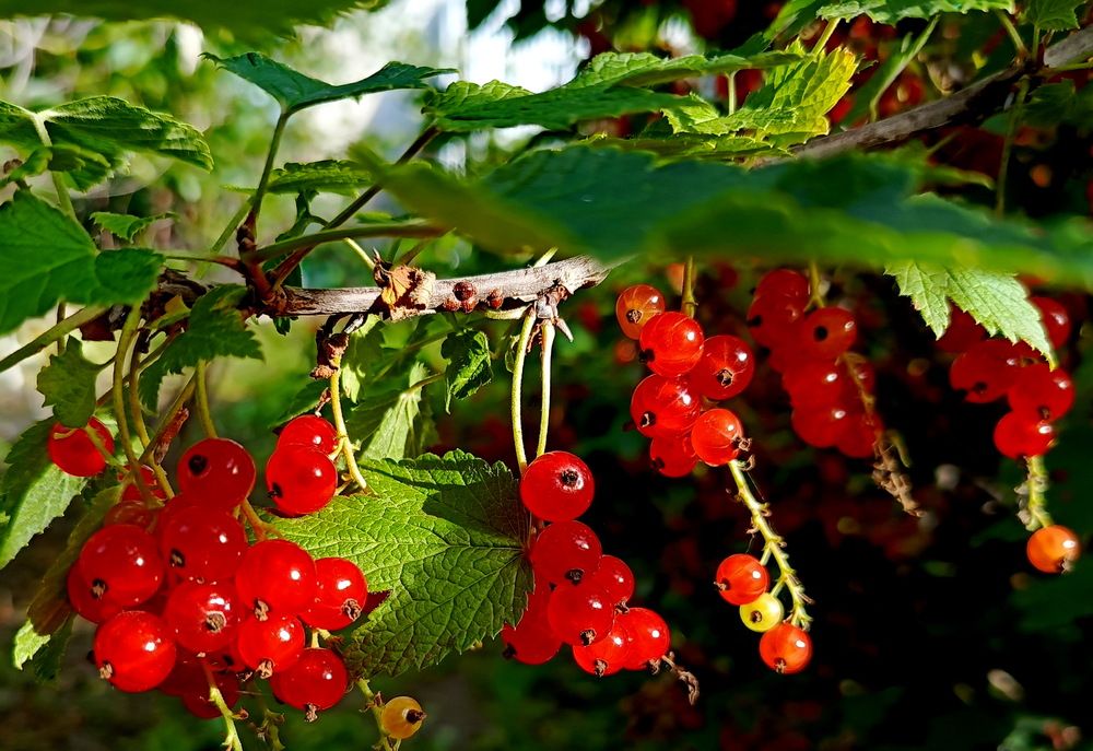 Photograph by НИНА АВЕРЬЯНОВА