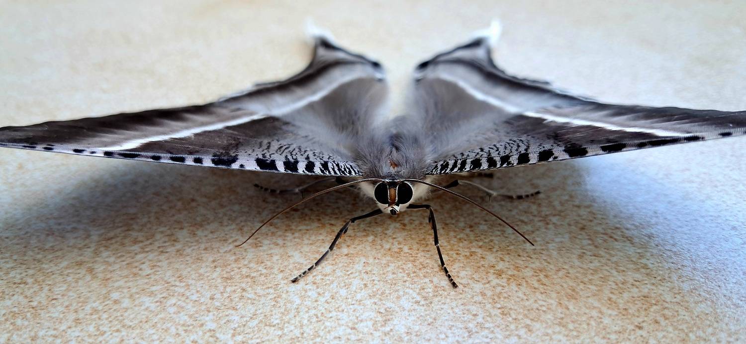 TROPICAL SWALLOWTAIL MOTH (LYSSA ZAMPA) TROPICAL SWALLOWTAIL MOTH (LYSSA ZAMPA)