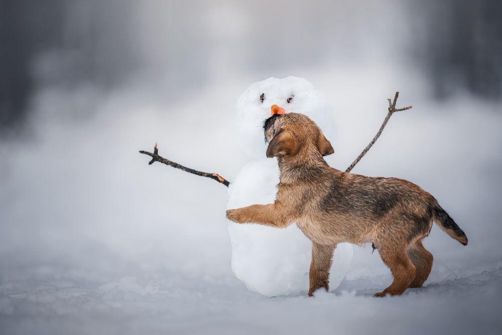 Winter Companion
