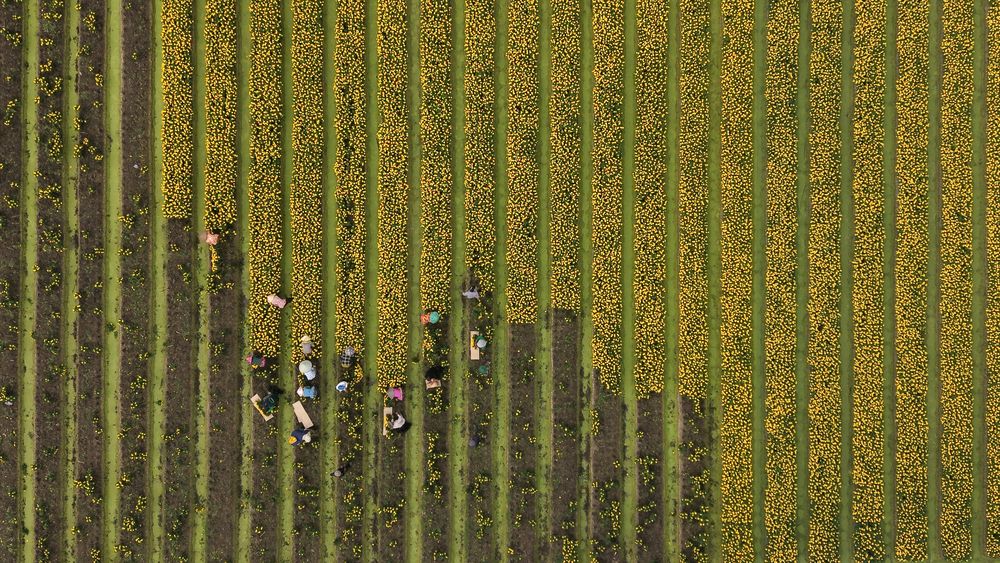 Dệt mùa vàng (Weaving the Golden Season)