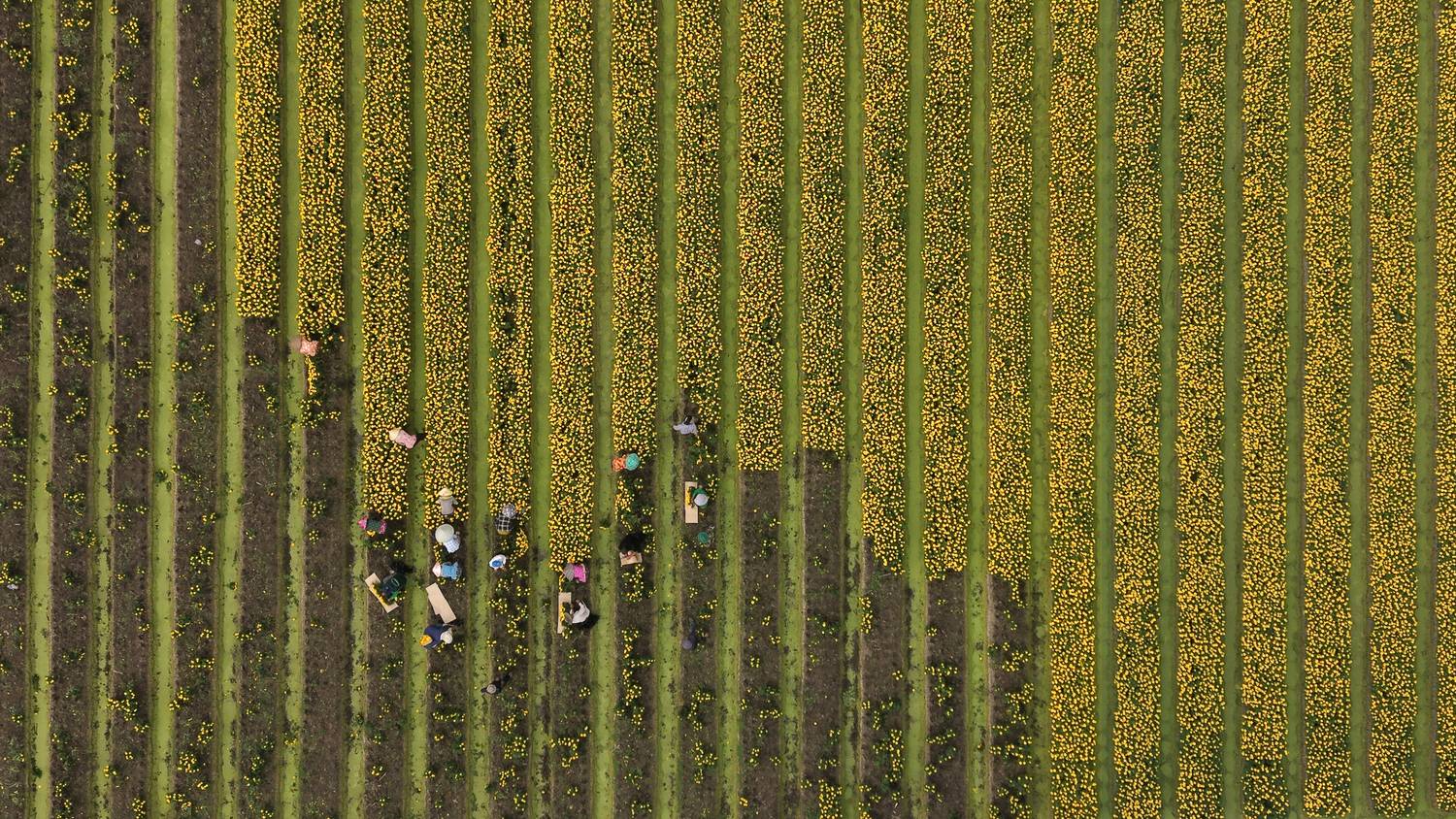 Dệt mùa vàng (Weaving the Golden Season)