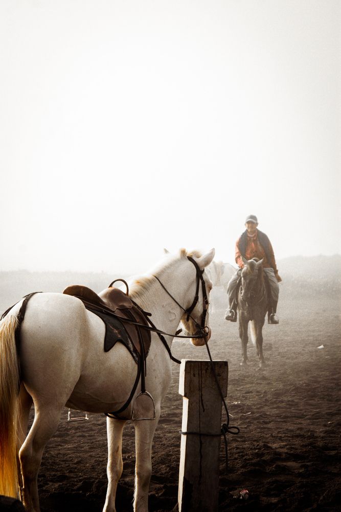 Dawn Rider of Bromo