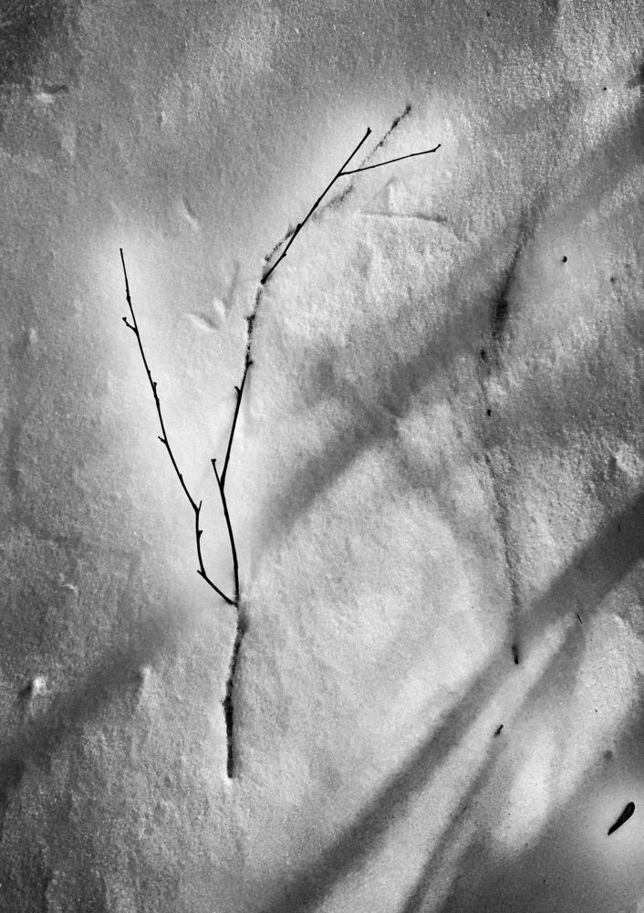 Photograph by Шарова Ольга