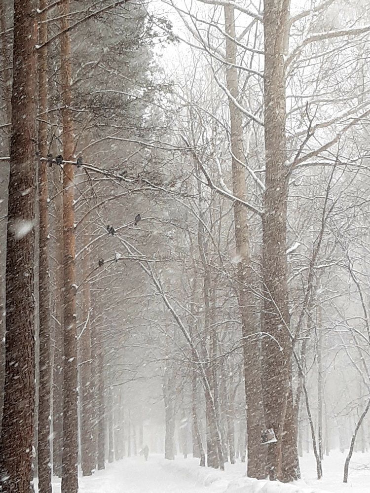 Photograph by Наталья Шендяпина