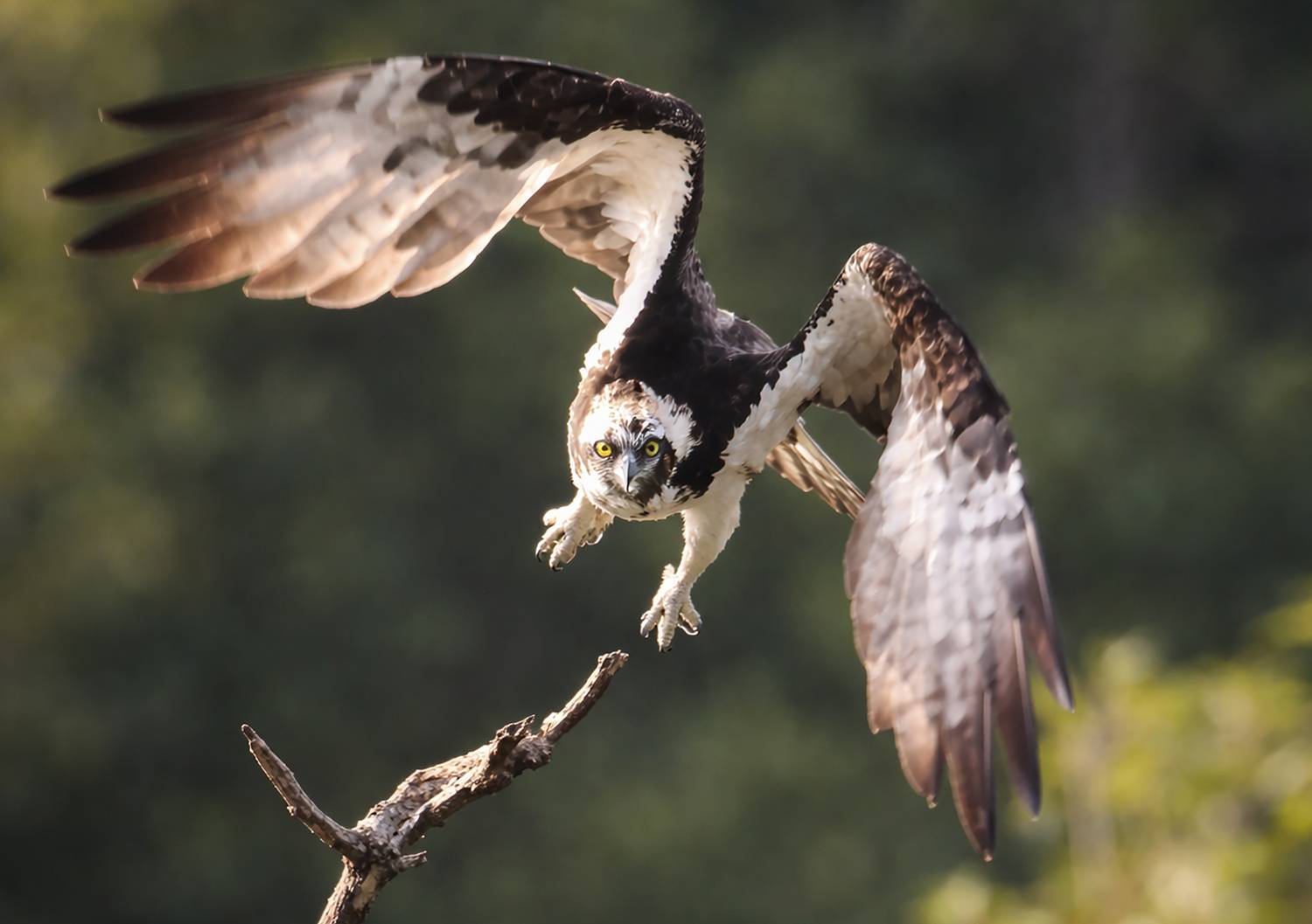 Фотография #13341065