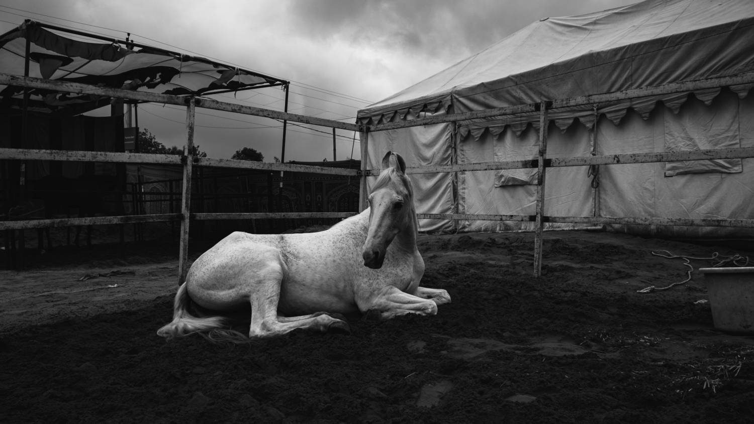 Фотография #13341235