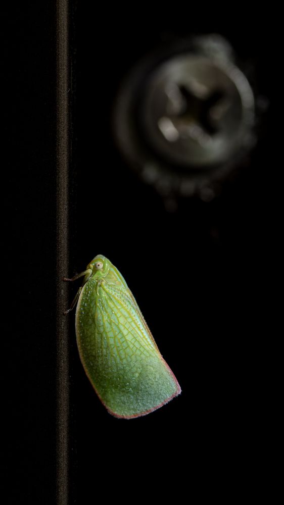 Photograph by Kuramochi Kunio