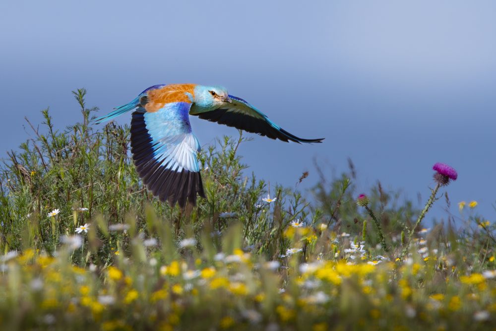 Photograph by Алексей Трубин