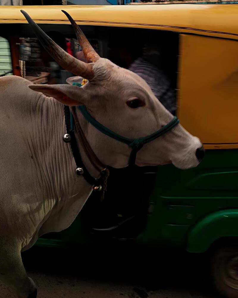 Photograph by Varshini Sriram