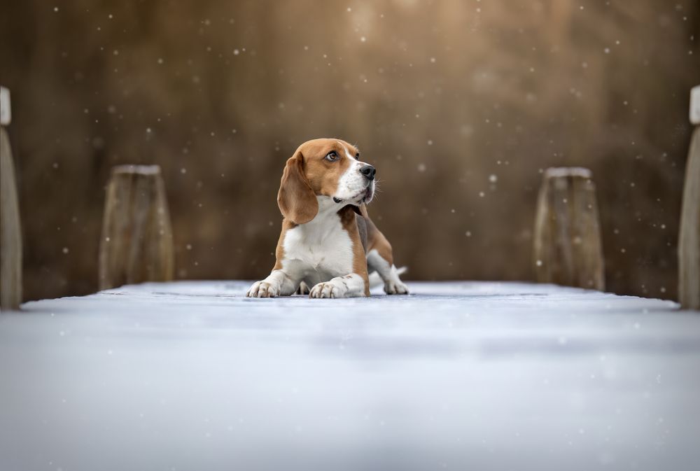 Photograph by Yong Lei van Barlingen