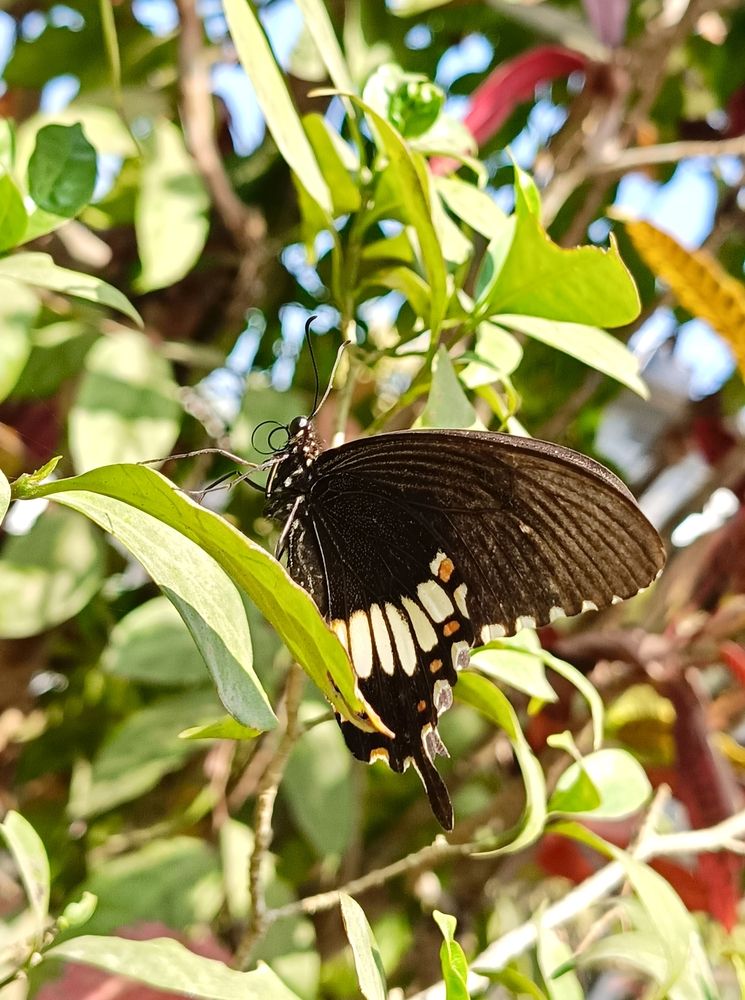 Photograph by Tina Gogoi