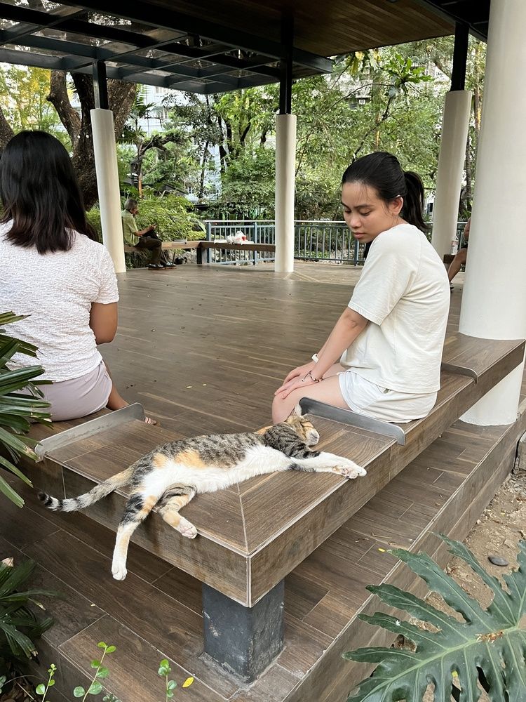 The unbearable lightness of being a cat