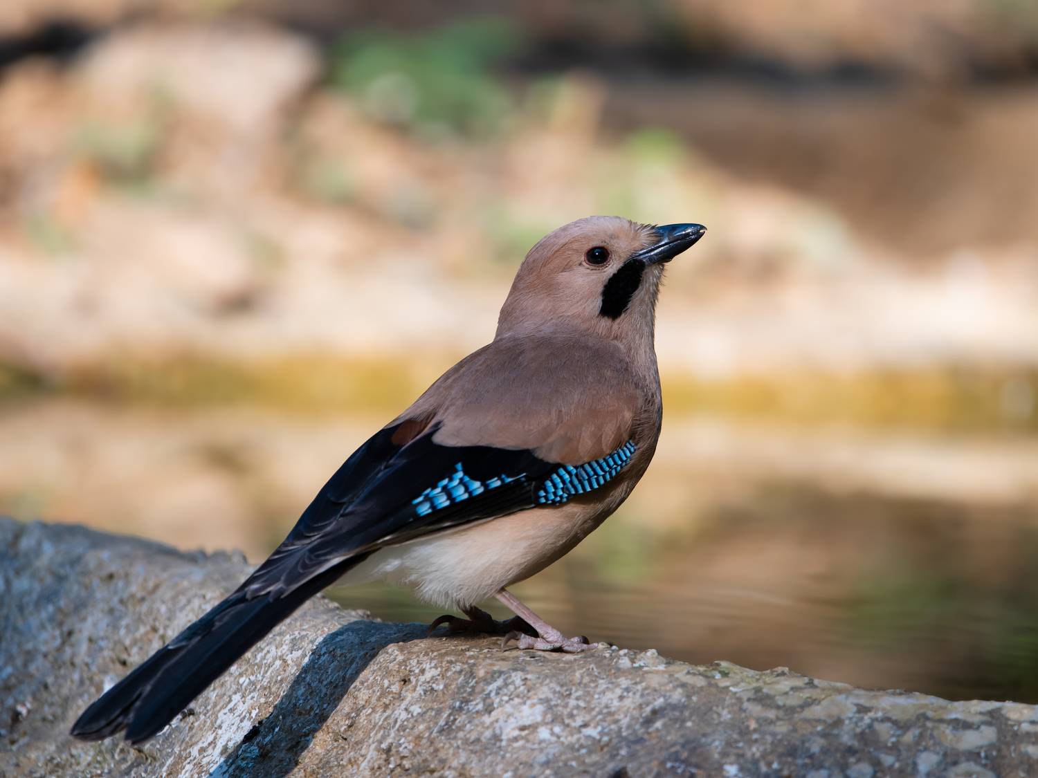 Фотография #13341761