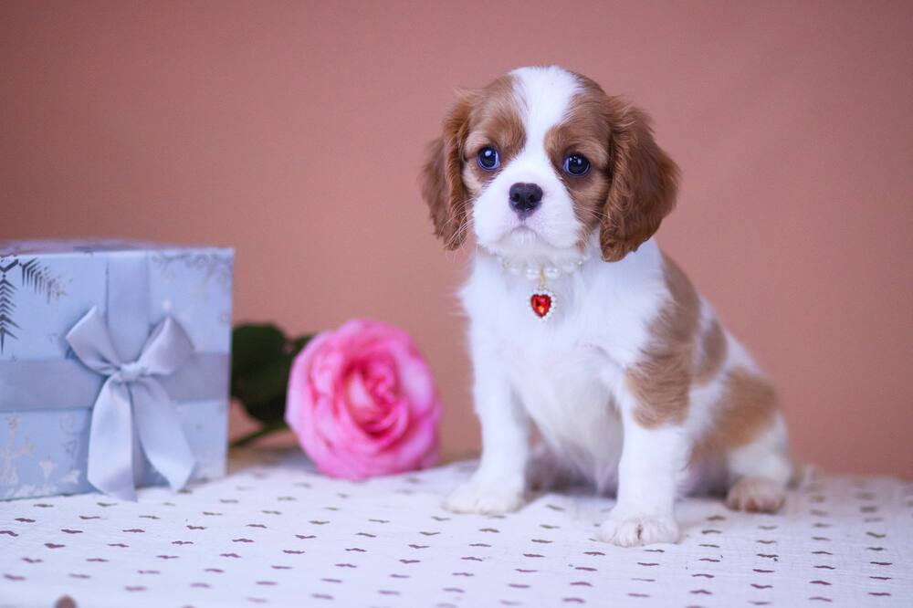 Фотография автора Виктория Лисякова