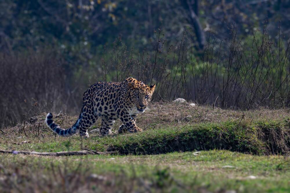 Photograph by Bibhas Deb