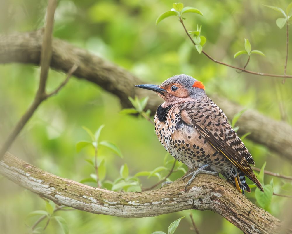Photograph by Greg Noakes