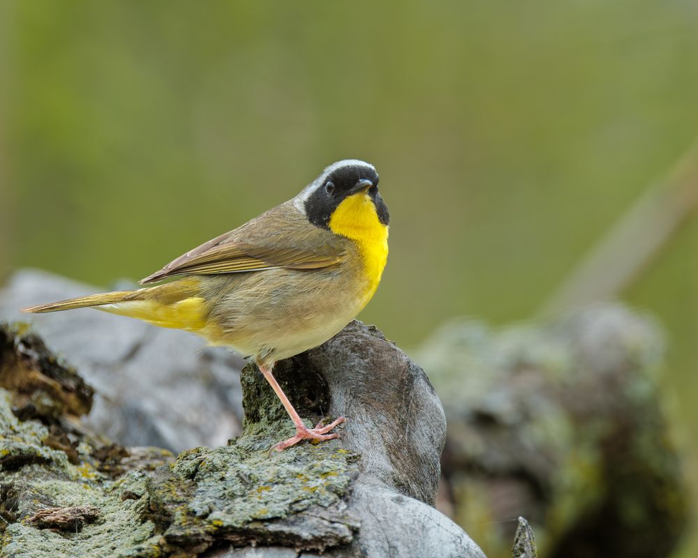 Photograph by Greg Noakes