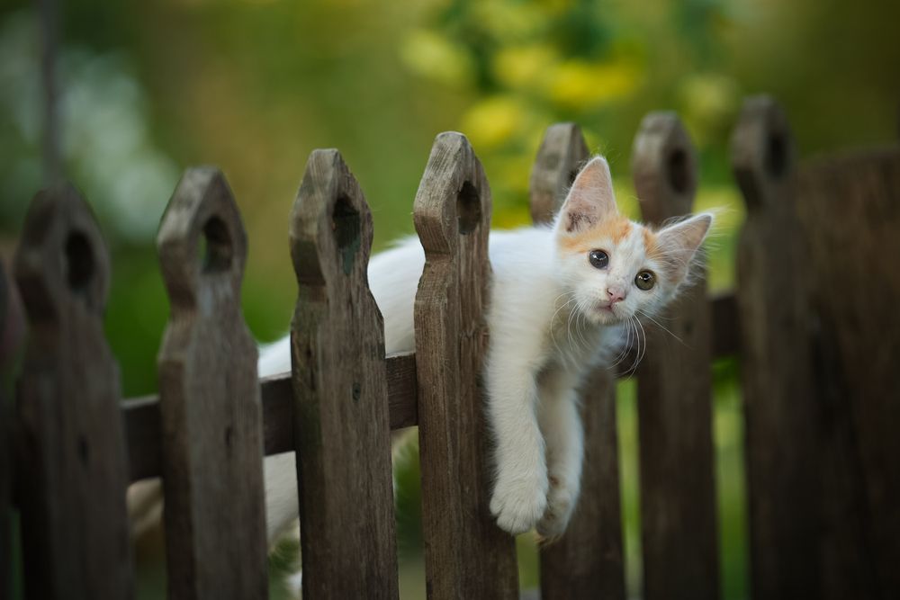 Фотография автора Коротун Юрий