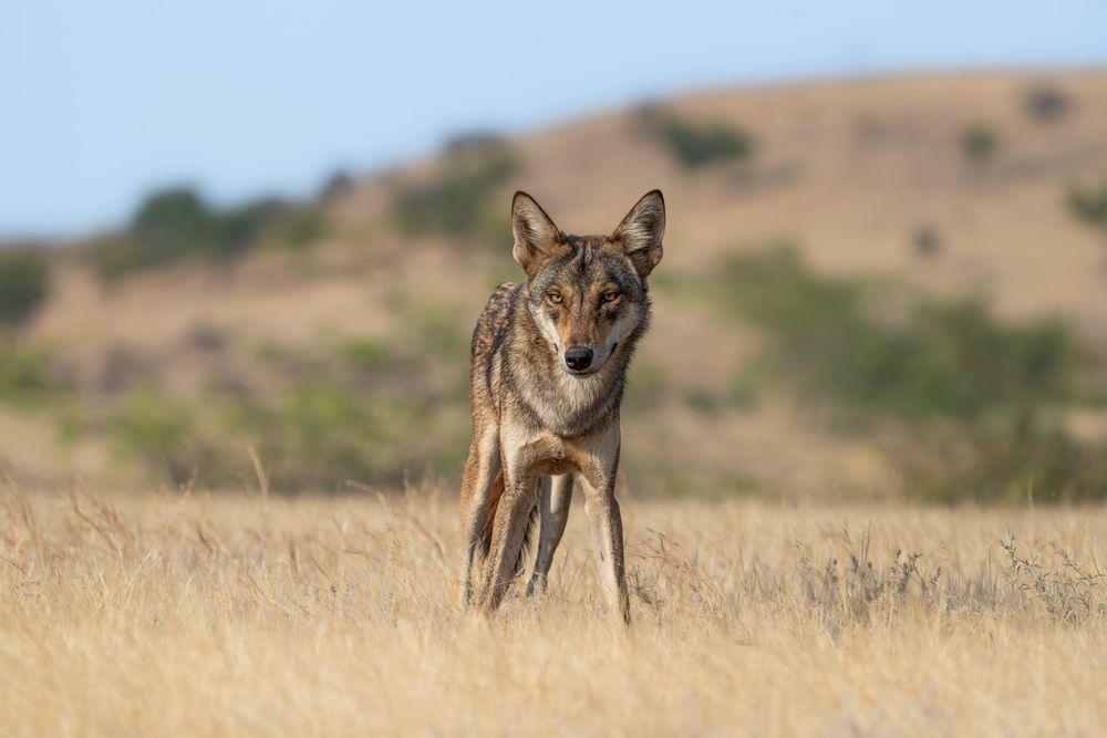 India’s Vanishing Grey Wolf.