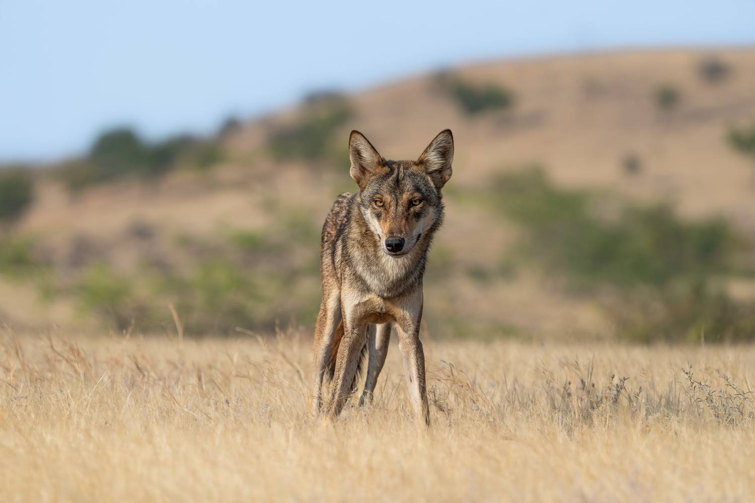 India’s Vanishing Grey Wolf.