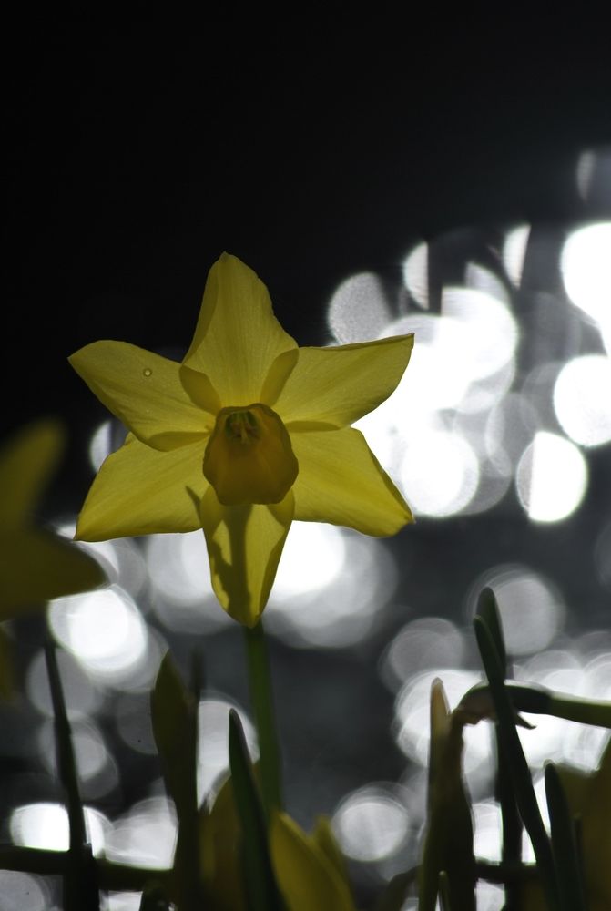 Narcissus