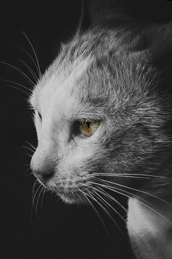 Cat\'s eye