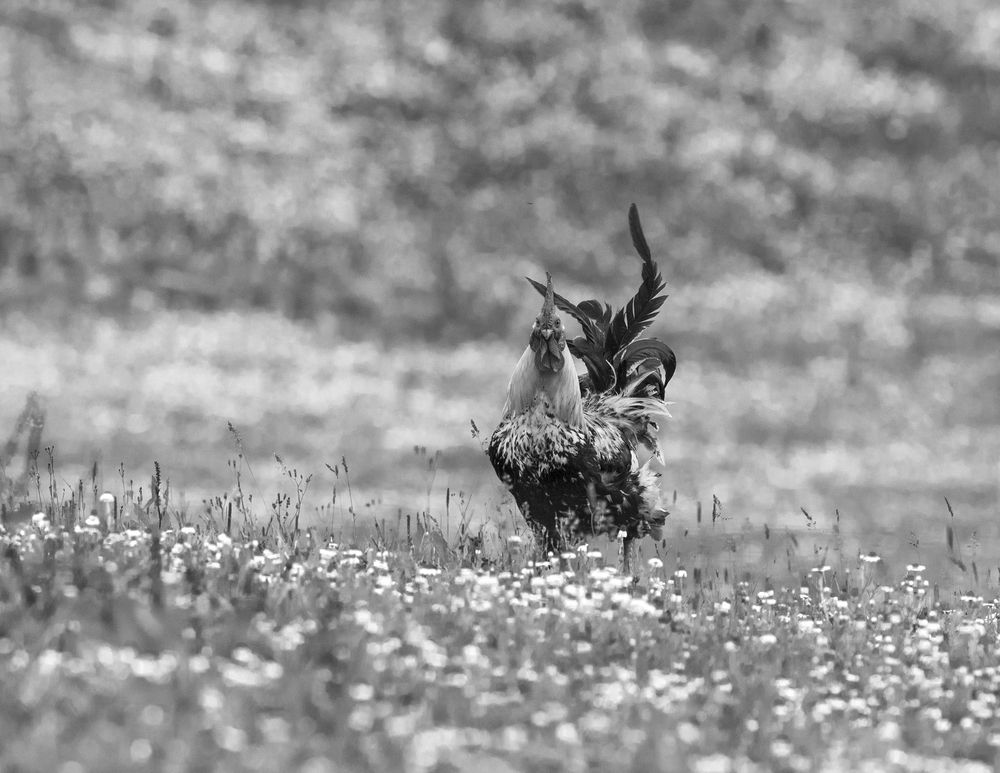 Photograph by Valdir Hobus