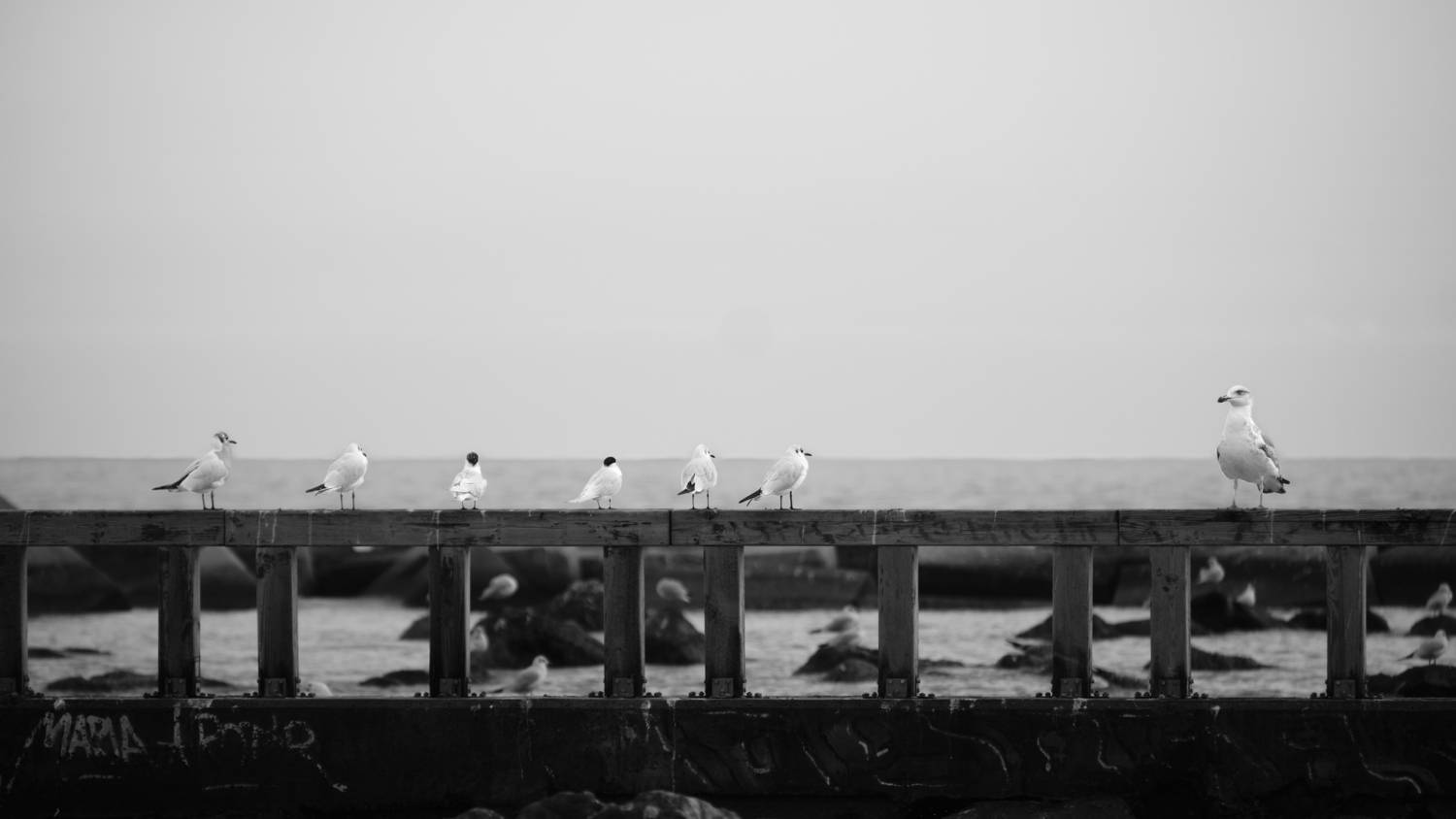 Photo #13342520