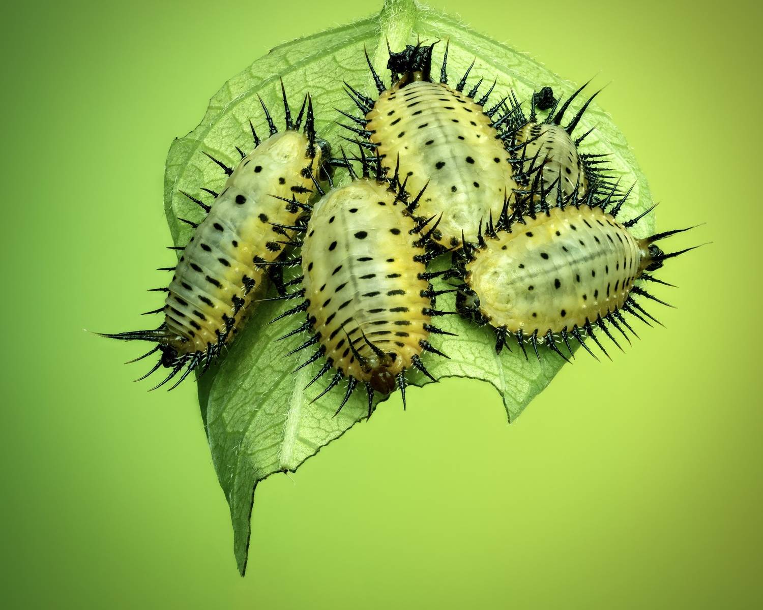 Фотография #13342607