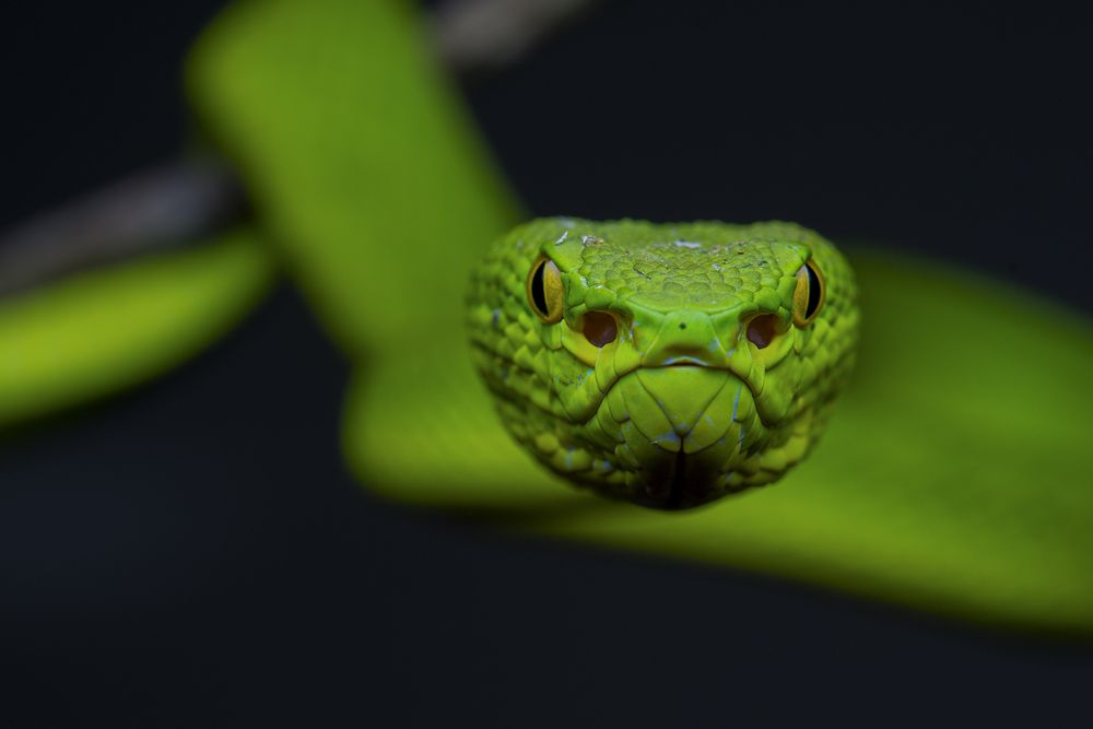 Photograph by Le Khac Quyen
