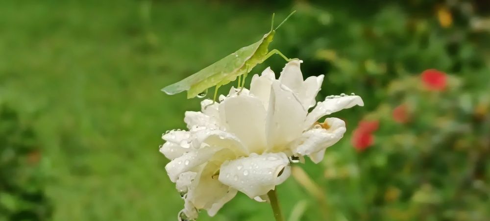 Photograph by Younas Muhammad