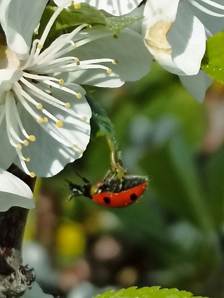 Photograph by Елена Шмырова