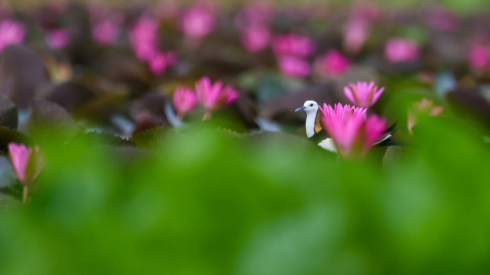 Photograph by Irene Chattopadhyay