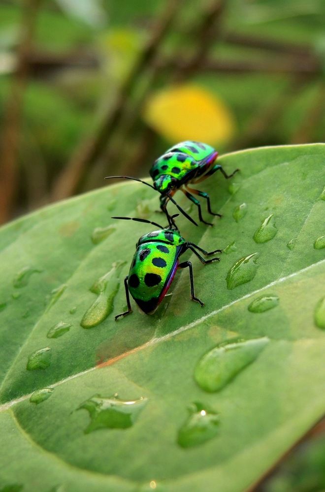 Фотография автора BIPLAB MISRA