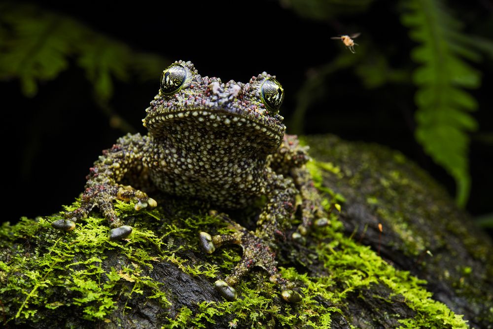 Photograph by Le Khac Quyen
