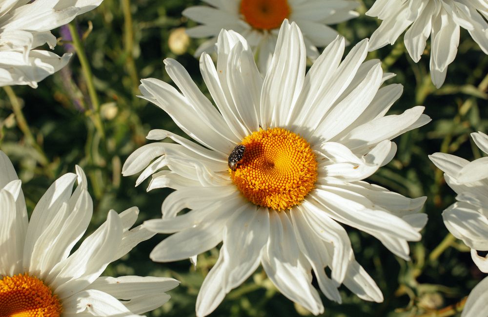 Photograph by Мария Грин (Сычёва)