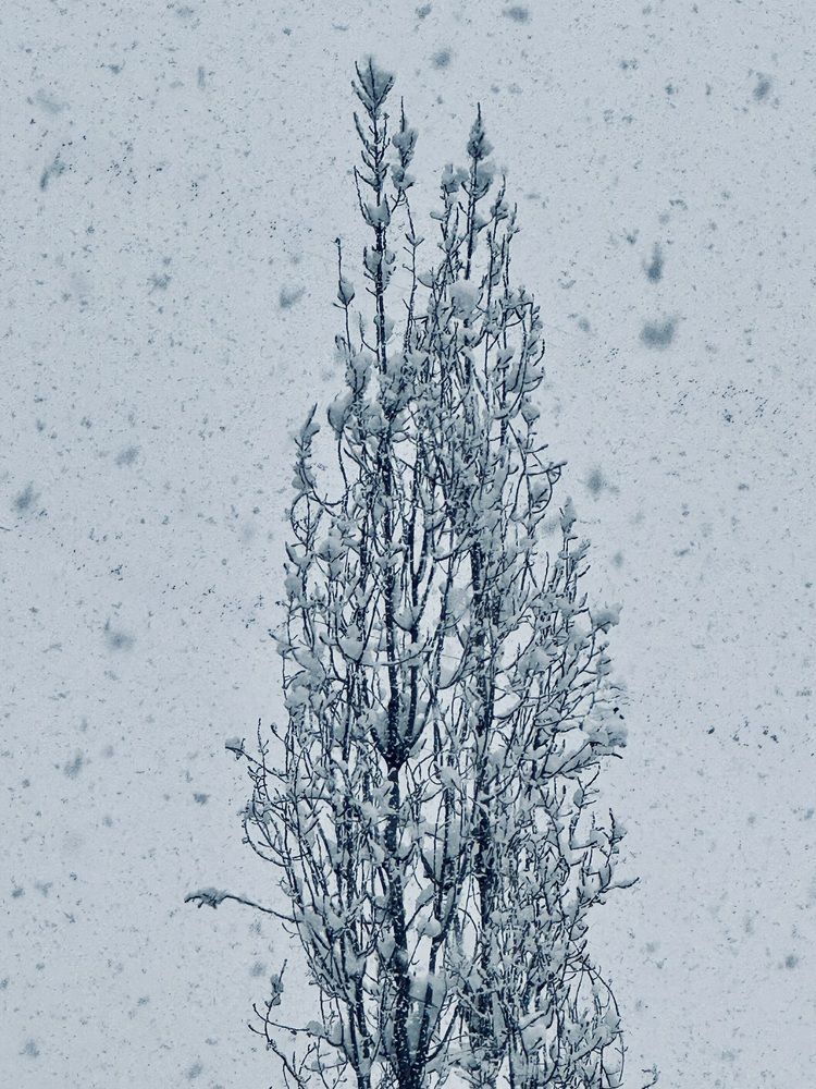 Photograph by Mariam Poltakhienti