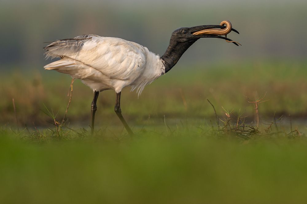 Фотография автора Soumik Biswas