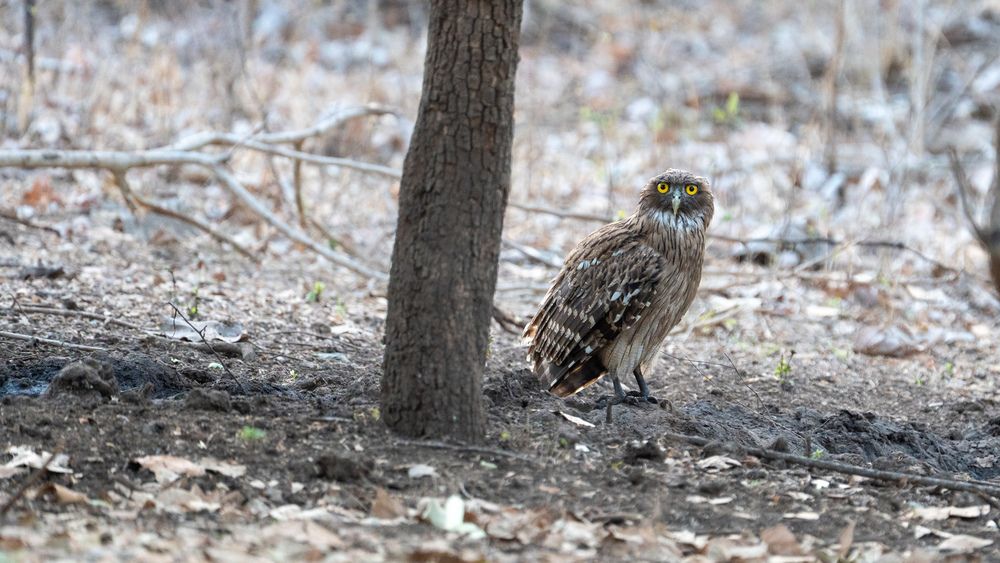 Photograph by Saravanan Sampath
