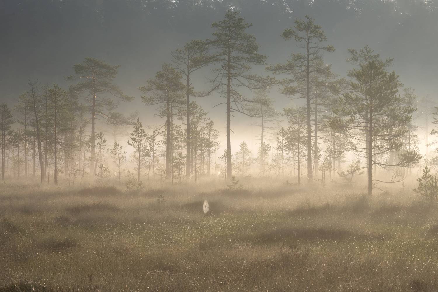 Фотография #13343675