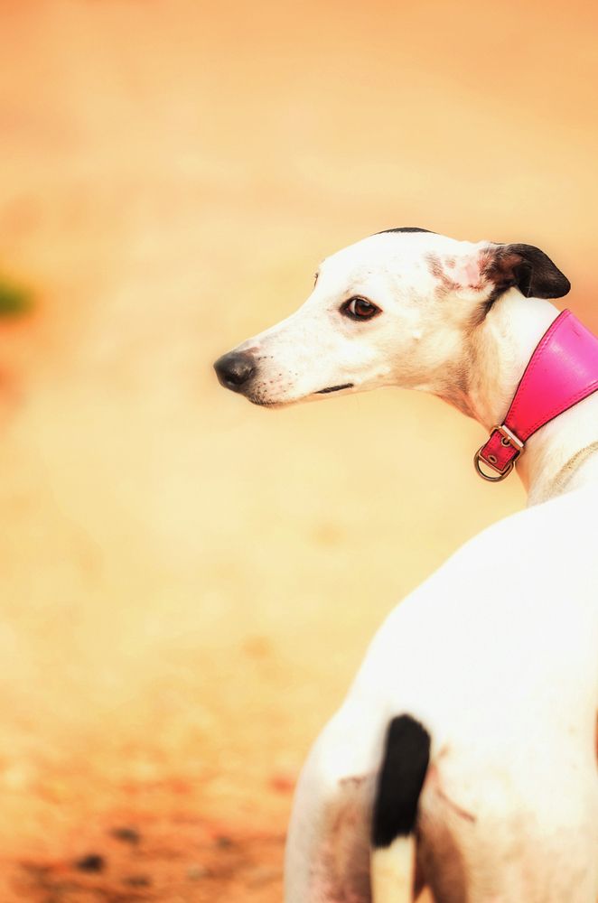Photo #13343872
